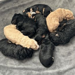Bernedoodle puppies from Forest Family Doodles