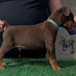 Male 2 - Light Blue Collar - Red and rust male Doberman Pinscher puppy in Spencer, Indiana from Jackson's Dobermans