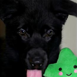 Theo-Adore - Black male German Shepherd puppy in De Land, Florida from 3B’s Animal Artistry