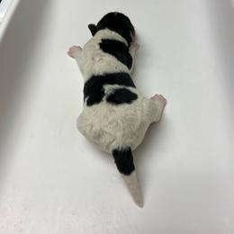 Polly - White black and tan female Wire Fox Terrier puppy in Antioch, Illinois from Cavcor Foxies