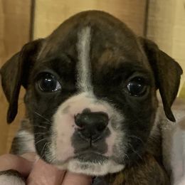 Girl 3 - Boxer puppy in Elyria, Ohio from Just-A-Wyn Boxers