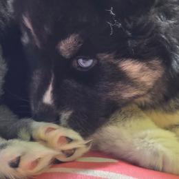 Gabby - Black tan and white female Siberian Husky puppy in East Tawas, Michigan from BurnsBerg's Woolies