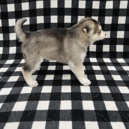 Maltese and Siberian Husky Puppies from Nyx’s Pack