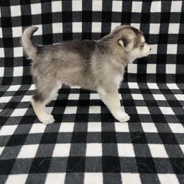 Maltese and Siberian Husky Puppies from Nyx’s Pack