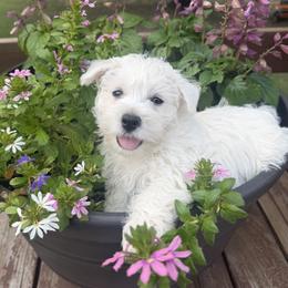 West Highland White Terrier Puppies from S&S Westies