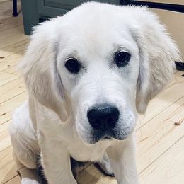 Golden Retriever Puppies from MayHaven English Cream Retrievers