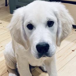 Golden Retriever Puppies from MayHaven English Cream Retrievers