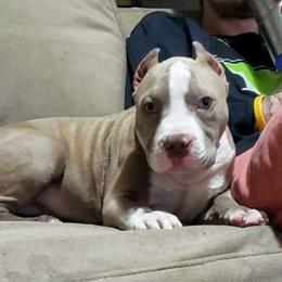 American Bully Puppies from Bolt Action Kennel