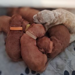 Bernedoodle and Goldendoodle Puppies from Valley View Doodles