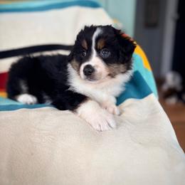 Grove (full tail) - Black tri male Miniature American Shepherd puppy in Olympia, Washington from Shamayim Acres ~ Miniature American Shepherds