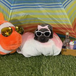 Great Dane Puppies from Lazuli Great Danes