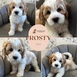 Frosty - Apricot male Australian Labradoodle puppy in Mendon, Massachusetts from New England Labradoodles