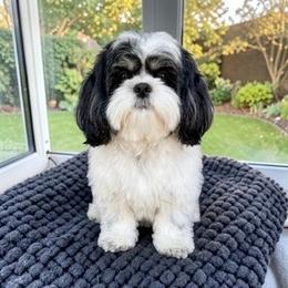 Isabella - Cavapoo