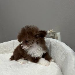 Trinidad - Brown male Poodle puppy in Matteson, Illinois from Chitownpupz