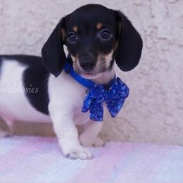 Aaron - Black and tan male Dachshund puppy in Apple Valley, California from Socaldoxies