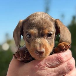 Josie - Dapple female Dachshund puppy in Thornton, Colorado from Donna’s Dachshunds