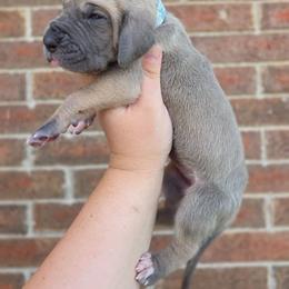 Tonks - Fawn female Great Dane puppy in Arlington, Texas from Scoober Danes
