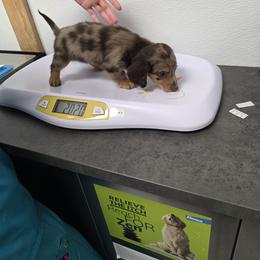 Dachshund Puppies from One love doxies