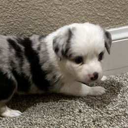 Blue male 2 - Blue merle male Toy Australian Shepherd puppy in Lame Deer, Montana from Bar M Toy Aussies