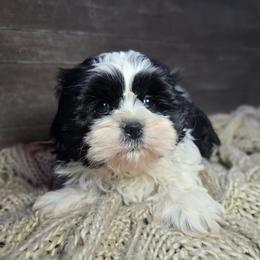 Opie - Black and white male Shih Tzu puppy in Mountain Grove, Missouri from Precious Puppies