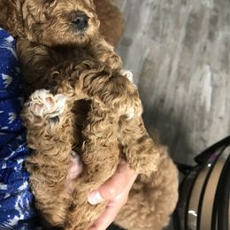 Goldendoodle and Poodle Puppies from Mustanghills Doodles and Poodles