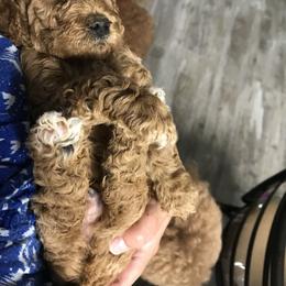 Goldendoodle and Poodle Puppies from Mustanghills Doodles and Poodles