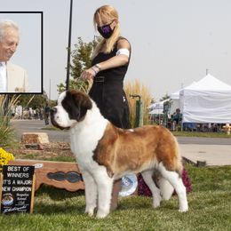 Winnie - Saint Bernard