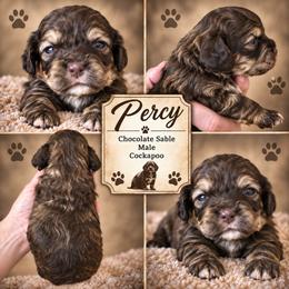 Percy - Sable male Cockapoo puppy in Holton, Indiana from MoonShine Babies