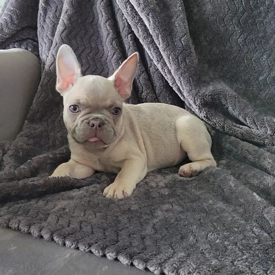 Luz French Bulldogs In Texas 