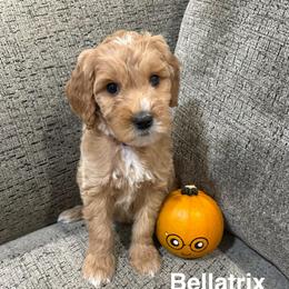 Bellatrix - Red  female Goldendoodle puppy in Conroe, Texas from Tails of Cypress