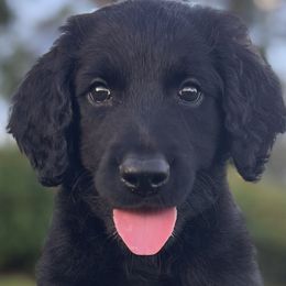 Hunter - Black Goldendoodle puppy in Davie, Florida from Puppieskiss