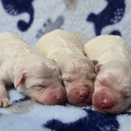 Petites - Cream male Goldendoodle puppy in Austin, Texas from Austin Doodles & Poodles