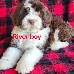 River - Brown and white male Portuguese Water Dog puppy in Narvon, Pennsylvania from Prized Family Porties
