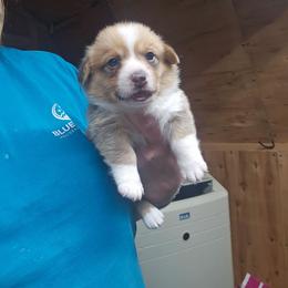 Blue Boy - White and red male Pembroke Welsh Corgi puppy in Keysville, Virginia from CL&L Corgi's