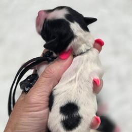 Maisie - Black and white female Shihpoo puppy in Vernon, Texas from Sugarland's Texas Goldendoodles