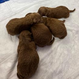 Male 2 - Red  male Poodle puppy in Modesto, California from Oso’s Red Toy, Mini, & Standard Poodles