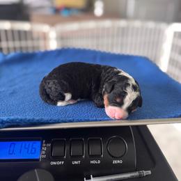 Boy 2 - male Australian Mountain Doodle puppy in Decatur, Illinois from Signature Doodles