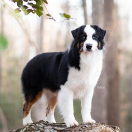 Zoom - Australian Shepherd
