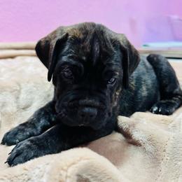 Axel - Black brindle male Cane Corso puppy in Pollock Pines, California from Capitol City Cane Corso