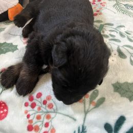 Boy 2 - German Shepherd puppy from Cottonwood Kennel