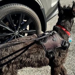 Giant Schnauzers from Raisingcockapoos