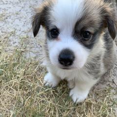 Pembroke Welsh Corgi Puppies from Pathfinder