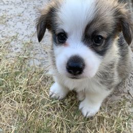 Pembroke Welsh Corgi Puppies from Pathfinder