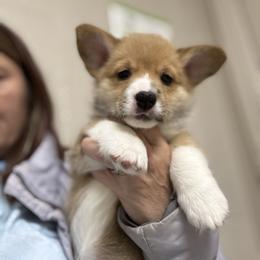 Boy 2 - White and red male Pembroke Welsh Corgi puppy in Athens, Alabama from Southern Sass Corgis