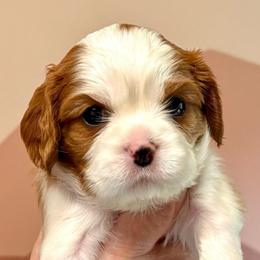 Missy - Blenheim female Cavalier King Charles Spaniel puppy in Lambertville, Michigan from Dream Dog LLC
