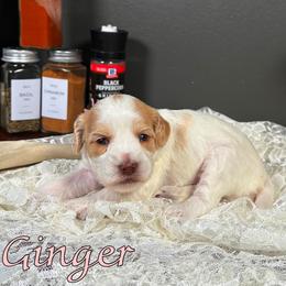 Ginger - Caramel female Australian Labradoodle puppy in Decatur, Alabama from Southern Meadows Doodles