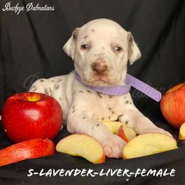 Dalmatian Puppies from Buckeye Dalmatians