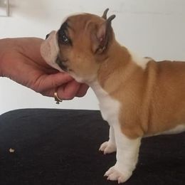 French Bulldogs and Great Danes from Treasure Wylie