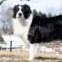 English Shepherds and Maremma Sheepdogs from Terra Vitae Farms English Shepherds / Maremma Sheepdogs