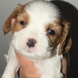 Blenheim girl 1 - Blenheim female Cavalier King Charles Spaniel puppy in Queen Creek, Arizona from Andresen's Cavaliers